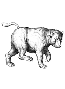 ursa-major (constellation)